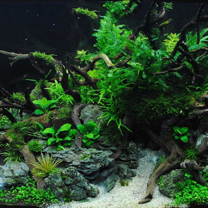 Natural Driftwood Decoration Piece